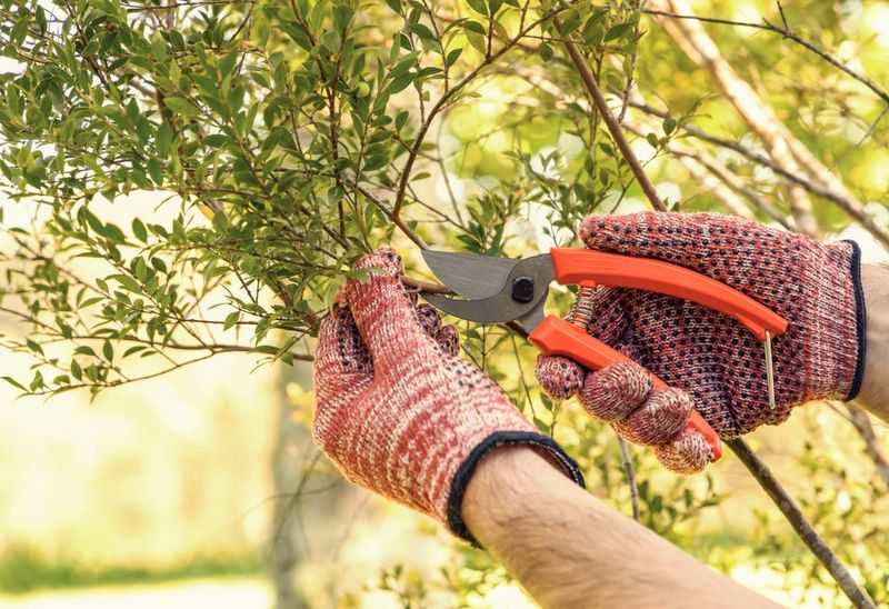 Tesoura-de-Poda-com-Lamina-Metalica-e-Cabo-Plastico-Tramontina