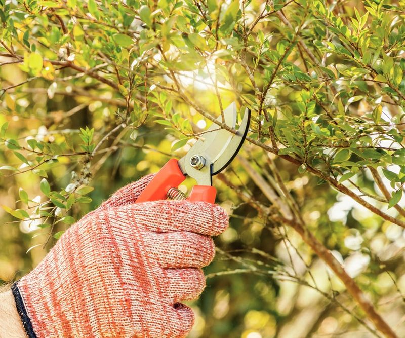 Tesoura-de-Poda-com-Lamina-Metalica-e-Cabo-Plastico-Tramontina