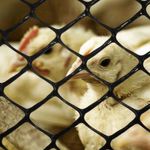 Tela Pead Galinheiro Preto 1,5X50m Touro