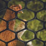 Tela Pead Galinheiro Preto 1,5X50m Touro